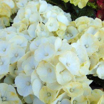 Hydrangea macrophylla Caipirinha - Ortensia