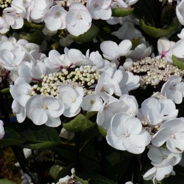 Hydrangea macrophylla Rendez-Vous Choco Chic - Ortensia