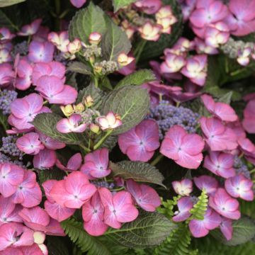 Hydrangea macrophylla Dark Angel Purple - Ortensia