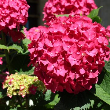 Hydrangea macrophylla Deutschland - Ortensia