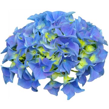 Hydrangea macrophylla Early Blue - Ortensia