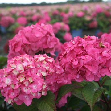 Hydrangea macrophylla Endless Summer Bloomstar - Ortensia