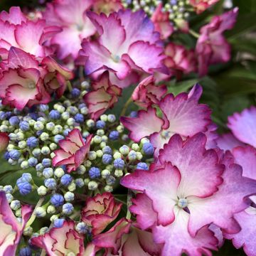 Hydrangea macrophylla Rendez-Vous French Cancan - Ortensia