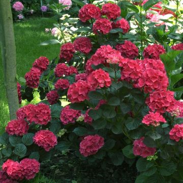 Hydrangea macrophylla Julisa - Ortensia