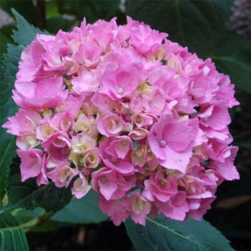 Hydrangea macrophylla La Marne - Ortensia