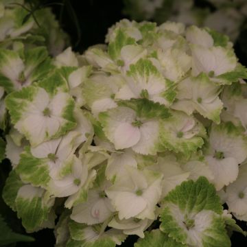 Hydrangea macrophylla Magical Noblesse - Ortensia