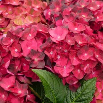 Hydrangea macrophylla Magical Ruby Tuesday - Ortensia