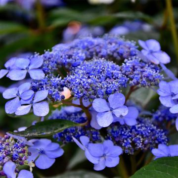 Hydrangea macrophylla Mariesii Perfecta - Ortensia