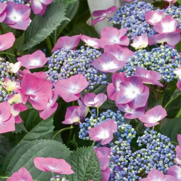 Hydrangea macrophylla Mousmee - Ortensia