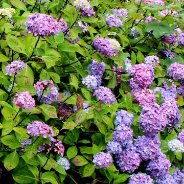 Hydrangea macrophylla Nigra - Ortensia