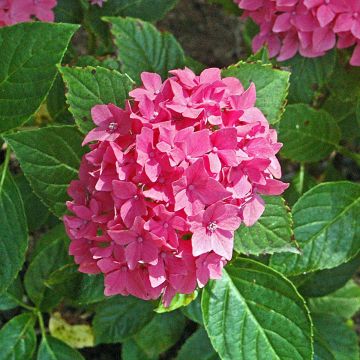 Hydrangea macrophylla Pia - Ortensia