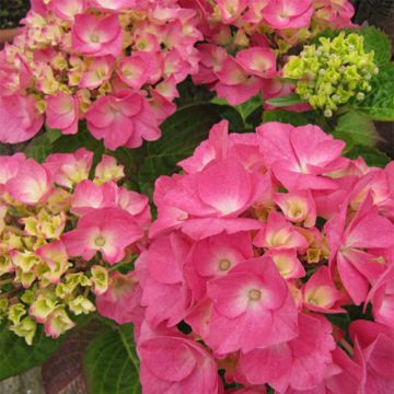 Hydrangea macrophylla Rosita - Ortensia