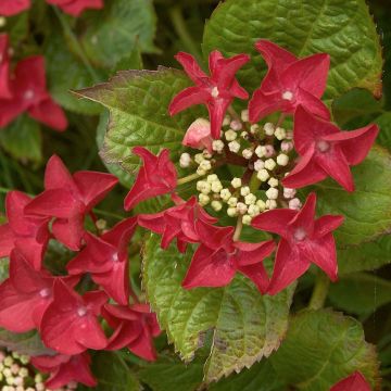 Hydrangea macrophylla Rotschwanz - Ortensia