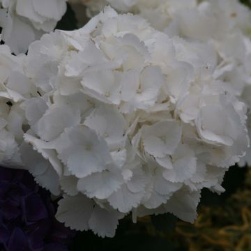 Hydrangea macrophylla Schneeball - Ortensia