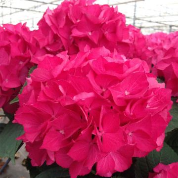 Hydrangea macrophylla Dutch Ladies Selma - Ortensia