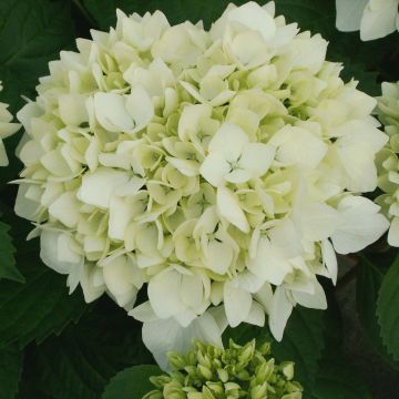 Hydrangea macrophylla Soeur Thérèse - Ortensia