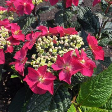 Hydrangea macrophylla Flair & Flavours Strawberry n Cream