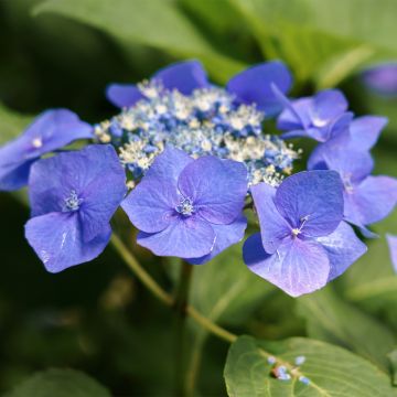 Hydrangea macrophylla Teller Blue - Ortensia