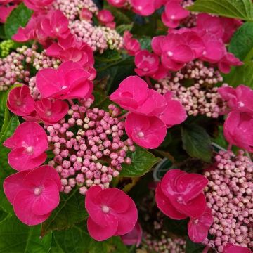 Hydrangea macrophylla Teller Red - Ortensia