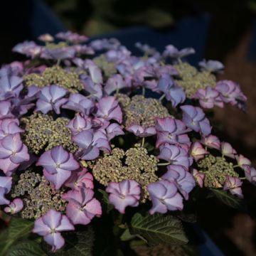 Hydrangea macrophylla Tiffany - Ortensia