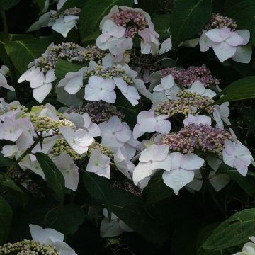 Hydrangea macrophylla Veitchii - Ortensia