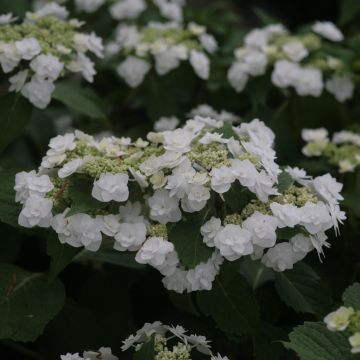 Hydrangea macrophylla Wedding Gown - Ortensia