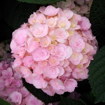 Hydrangea macrophylla You and Me Love