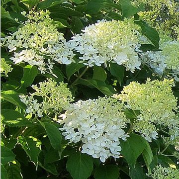 Hydrangea paniculata Bombshell - Ortensia paniculata