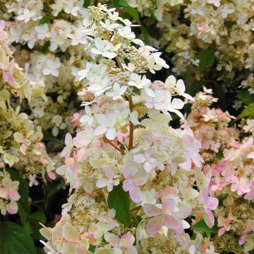 Hydrangea paniculata Confetti - Ortensia paniculata