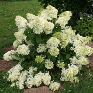 Hydrangea paniculata Dentelle De Gorron - Ortensia paniculata