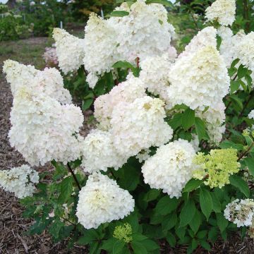 Hydrangea paniculata Diamantino - Ortensia paniculata