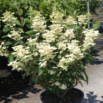 Hydrangea paniculata Early Sensation - Ortensia paniculata