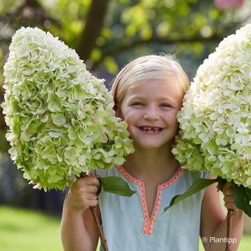 Hydrangea paniculata Hercules - Ortensia paniculata