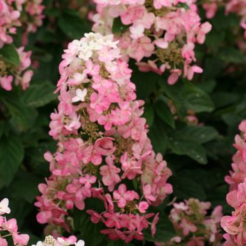 Hydrangea paniculata Magical Fire - Ortensia paniculata