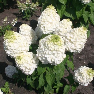 Hydrangea paniculata Magical Mont Blanc - Ortensia paniculata