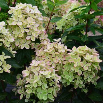 Hydrangea paniculata Pastelgreen - Ortensia paniculata