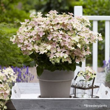 Hydrangea paniculata Switch Ophelia - Ortensia paniculata