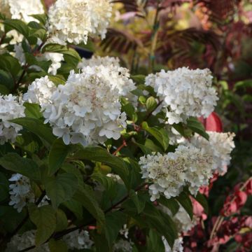 Hydrangea paniculata Silver Dollar - Ortensia paniculata