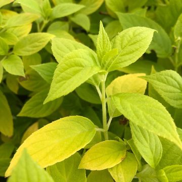 Hydrangea paniculata Sunlight - Ortensia paniculata