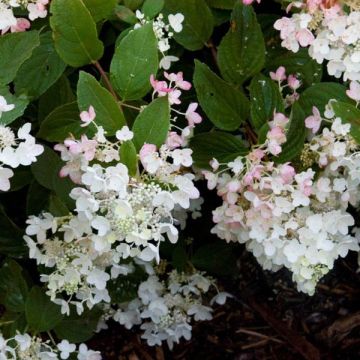 Hydrangea paniculata White Diamond - Ortensia paniculata