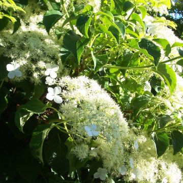 Hydrangea anomala subsp. petiolaris Flying Saucer - Ortensia rampicante