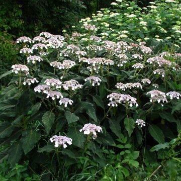 Hydrangea aspera subsp. sargentiana - Ortensia