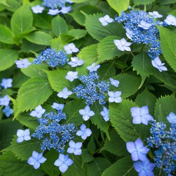 Hydrangea serrata Annie's Blue - Ortensia