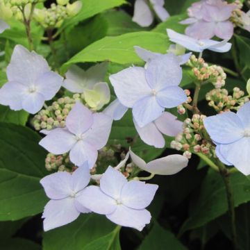 Hydrangea serrata Blue Deckle - Ortensia