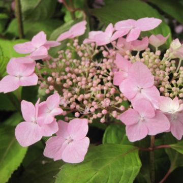 Hydrangea serrata Graciosa - Ortensia