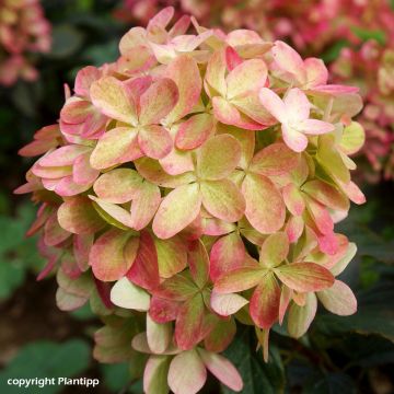 Hydrangea paniculata Graffiti - Ortensia paniculata