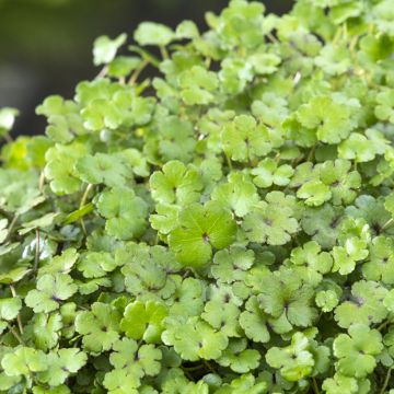 Hydrocotyle nova-zealandiae - Soldinella