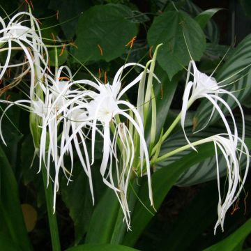 Hymenocallis longipetala