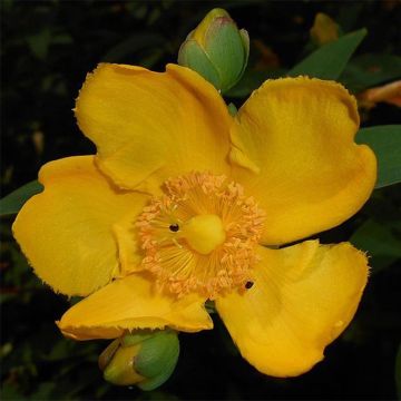 Hypericum moserianum - Iperico