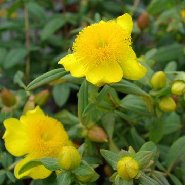 Hypericum frondosum Sunburst - Iperico